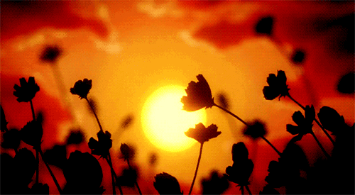 11.gif